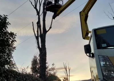 tree-dimension-tree-climbiing-genova-1