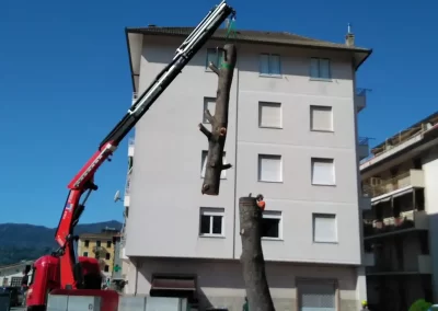 tree-dimension-tree-climbiing-genova-13