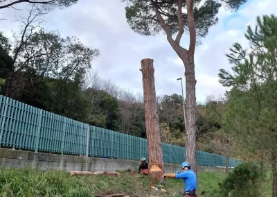 tree-dimension-tree-climbiing-genova-15