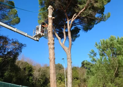 tree-dimension-tree-climbiing-genova-30