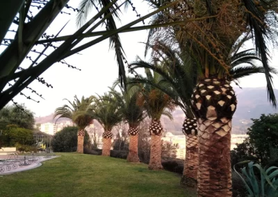 tree-dimension-tree-climbiing-genova-39