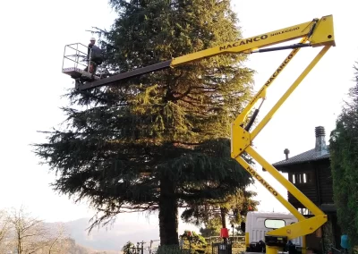 tree-dimension-tree-climbiing-genova-40